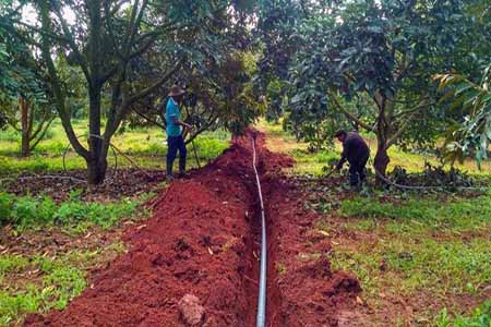 Tạo hệ thống thoát nước tốt cho vườn cây sầu riêng